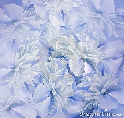 Floral blue-white background. Bouquet of flowers of peonies. Blue-turquoise petals of the peony flower. Close-up. Stock Photo