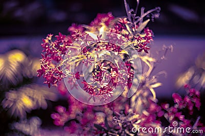 Floral bokeh background. Natural bright colored wallpaper. Blurred background. Stock Photo