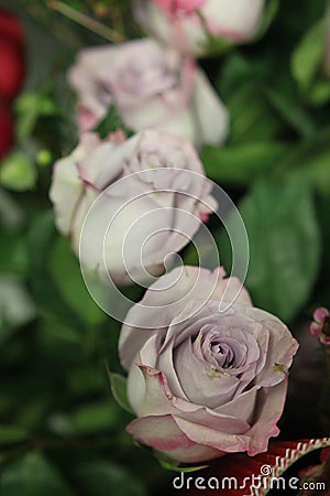 Roses ivory multicolor 7987 Stock Photo