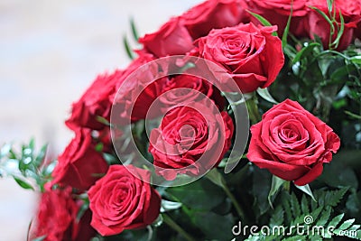 Roses 100 red 7565 Stock Photo