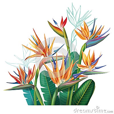 Floral bouquet with Strelitzia flowers Vector Illustration