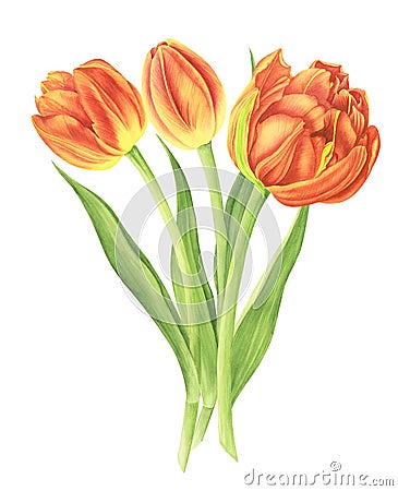 Floral bouquet with tulips, watercolor painting. Stock Photo