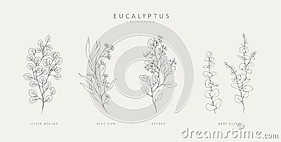 Floral branches of different types of eucalyptus, silver dollar, baby blue, blue gum, seeded. Hand drawn wedding herb Vector Illustration