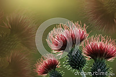 Floral brown-green background. Red thorny thistle flower. A red-pink flowers on a yellow-green background. Closeup. Stock Photo