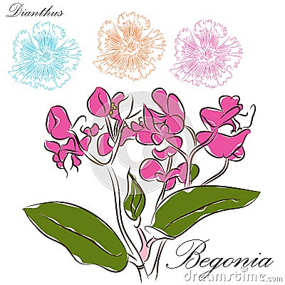 Floral Brush Drawings Vector Illustration