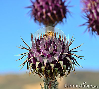 Floral bud of wild thistle onopordum carduelium Stock Photo