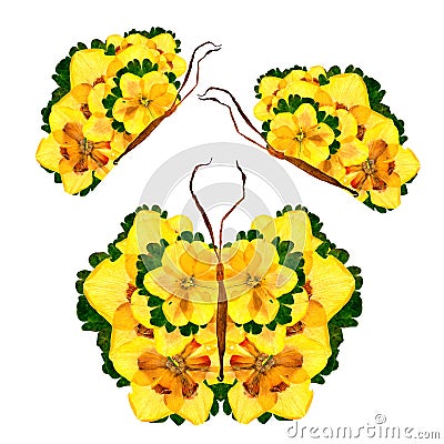 Floral butterfly made of narcissus petals leaves and flowers Stock Photo