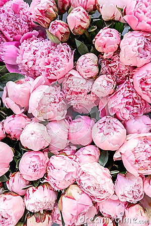 Floral carpet or Wallpaper. Background of pink peonies. Morning light in the room. Beautiful peony flower for catalog or Stock Photo