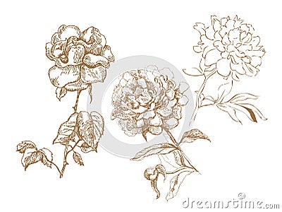 Floral collection Cartoon Illustration