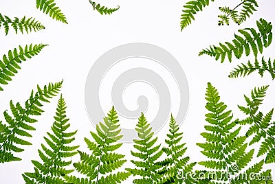 Floral composition with copy space in center. Green leaves of fern on white background. Aromatherapy, green natural cosmetics co Stock Photo