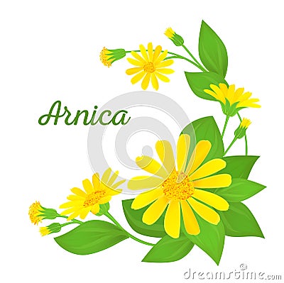 Floral composition with medicinal plant. Branches of arnica with flowers, buds and leaves. Vector illustration Vector Illustration