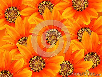 gerbera orange flowers background Stock Photo