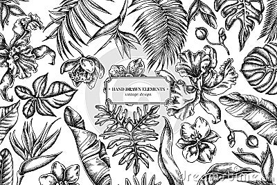 Floral design with black and white monstera, banana palm leaves, strelitzia, heliconia, tropical palm leaves, orchid Vector Illustration