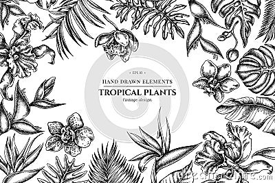 Floral design with black and white monstera, banana palm leaves, strelitzia, heliconia, tropical palm leaves, orchid Vector Illustration