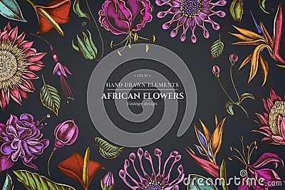 Floral design on dark background with african daisies, fuchsia, gloriosa, king protea, anthurium, strelitzia Vector Illustration