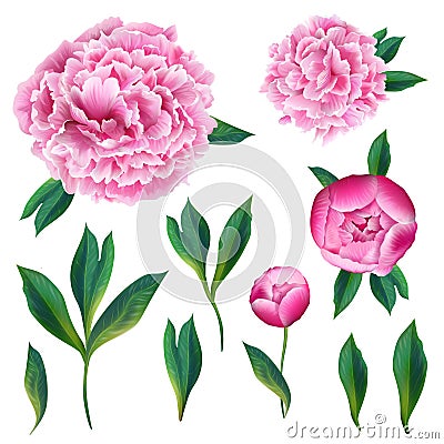 Floral Elements Set with Pink Blooming Peony Flowers, Leaves and Buds. Hand Drawn Botanical Flora for Decoration Wedding Vector Illustration