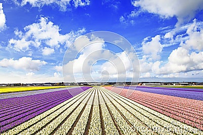 Floral fields in Holland Stock Photo