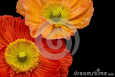 Fine art still life vibrant macro of a a pair of orange red silk poppy blossoms isolated on black background with detailed Stock Photo