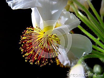 Floral Fireworks Stock Photo