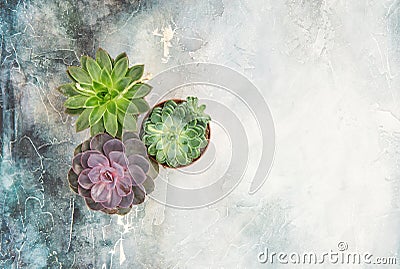 Floral flat lay Succulent plants stone background Stock Photo