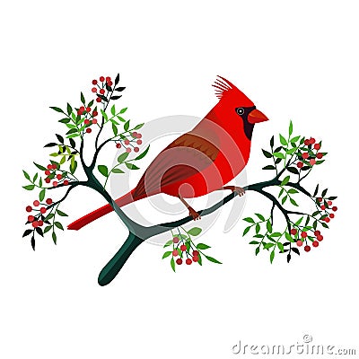 Cardinal bird on a branch Vector Illustration