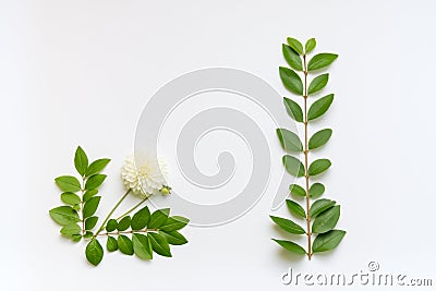 Floral frame, green leaves and white dahlia, flat layout Stock Photo