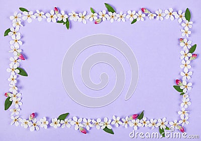 Floral frame made of white spring flowers, green leaves and pink buds on pastel lilac background. Stock Photo