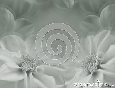 Floral gray-white beautiful background. Large flowers of dahlia on a white blurred background. Closeup. Stock Photo