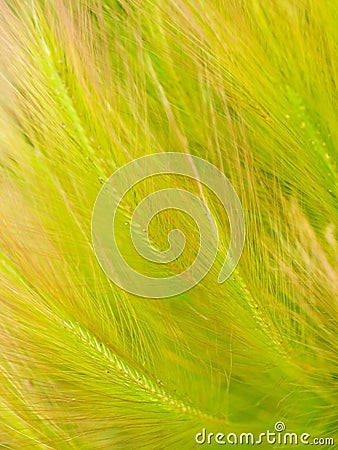 Floral natural grass textured background Stock Photo