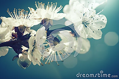 Floral old style backgrounds Stock Photo