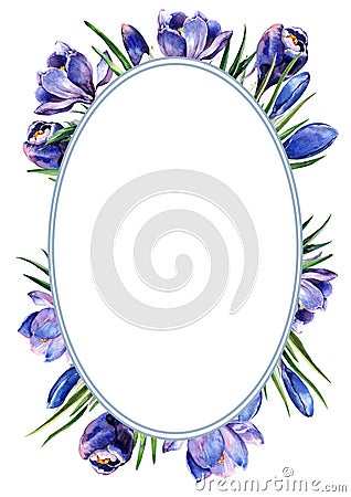 Floral oval frame spring crocus flowers with buds and green leaves. Spring composition of flowering plants. Cartoon Illustration