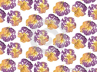 Floral pattern of pressed petunia flowers on a white background. Floral background. Pattern of flowers. Stock Photo