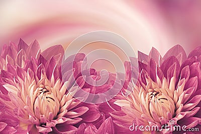 Floral pink-white beautiful background. Flowers pink dahlias on a twhite-pink-orange background. Greeting card. Flower compositi Stock Photo