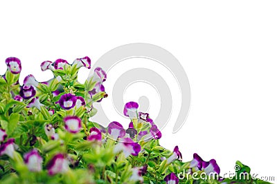 the floral puple color at beautiful on outdoor Stock Photo