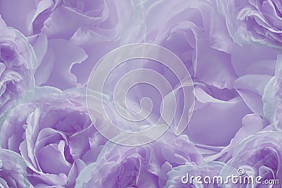 Floral purple-white beautiful background of roses. Greeting card of flowers roses. Flower composition. Close-up. Stock Photo