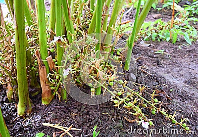 Floral Racemes and Pods of Cardamom Plant - Elettaria Cardamomum Maton - Malabar Elaichi - Spice Plantation in Kerala, India Stock Photo