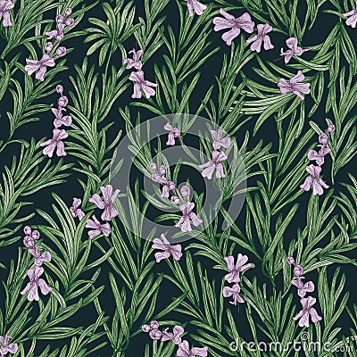 Floral seamless pattern with blooming rosemary on black background. Backdrop with wild aromatic herb. Botanical vector Vector Illustration