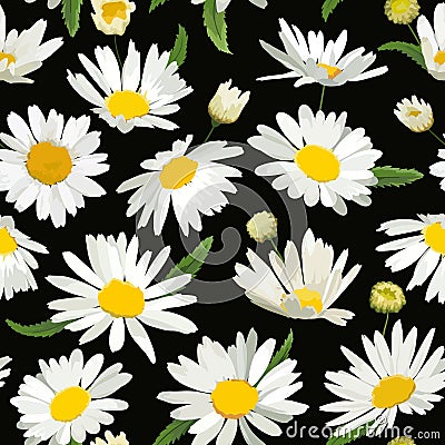 Floral Seamless Pattern with Chamomile Flowers. Natural Background with Daisy Flowers for Spring Summer Design Vector Illustration