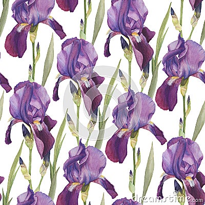 Floral seamless pattern with hand drawn watercolor violet iris Stock Photo