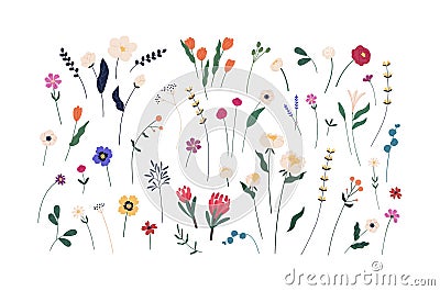 Floral set of beautiful blooming wildflowers and leaves. Botanical collection of cut meadow and garden flowers isolated Vector Illustration