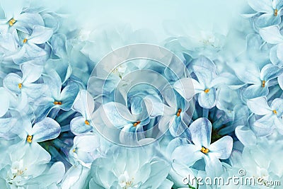 Floral spring background. Lilac bouquet turquoise flower petals. Close-up. Nature. Stock Photo