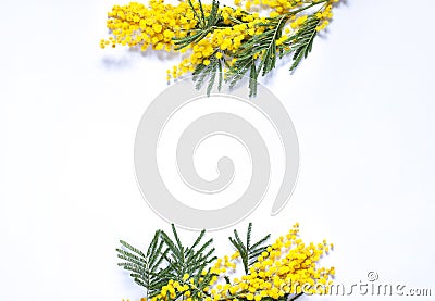 Floral spring frame with mimosas on the white background. Top view. Stock Photo