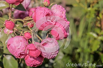 Floral spring, natural landscape with flowers of bush garden roses and beautiful bokeh circles. Delicate image, soft focus, author Stock Photo