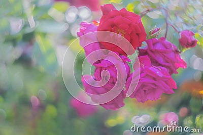 Floral spring, natural landscape with flowers of bush garden roses and beautiful bokeh circles. Delicate image, soft focus, author Stock Photo