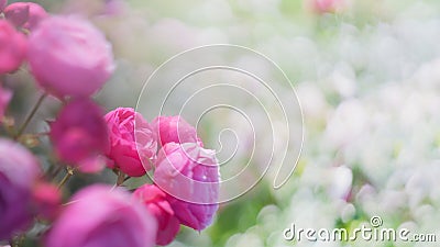 Floral spring, natural landscape with flowers of bush garden roses and beautiful bokeh circles. Delicate image, soft focus, author Stock Photo