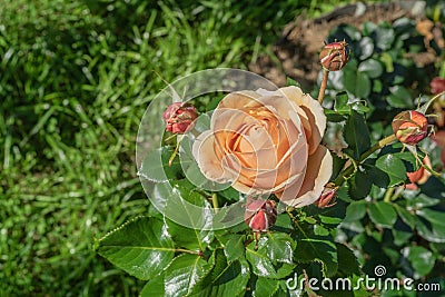 Floral spring, natural landscape with flowers of bush garden roses and beautiful bokeh circles. Delicate image, soft focus, author Stock Photo