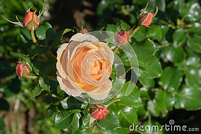 Floral spring, natural landscape with flowers of bush garden roses and beautiful bokeh circles. Delicate image, soft focus, author Stock Photo