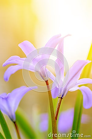 Floral spring nature landscape wild lilac flowers in meadow on background Sunny light. Dreamy gentle image. Soft selective focus Stock Photo