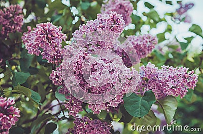 Floral spring purple lilac flower in sunlight background. Summer park outdoor abstract nature. Bloom macro pink flowers Stock Photo