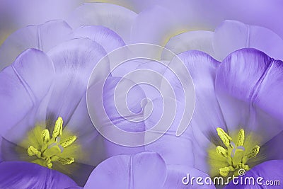 Floral spring violet background. Flowers purple tulips blossom. Close-up. Greeting card. Stock Photo